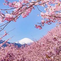 唯美浪漫的日本花海治愈系风景头像