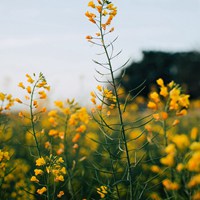 蝴蝶亲吻花朵//浪漫+唯美