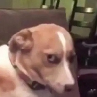 刺猬头像 小巧可爱的刺猬头像 (8)