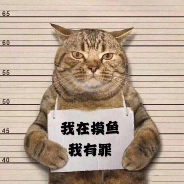 胸前挂纸牌的小猫搞笑头像 (10)