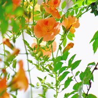 成熟魅力女人微信头像生活 (15)