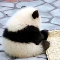 可爱软糯萌宠头像//风和日暖 (4)