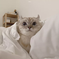 可爱软糯萌宠头像//风和日暖 (5)