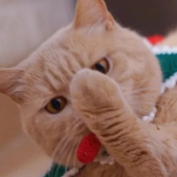 可爱软糯萌宠头像//风和日暖 (6)