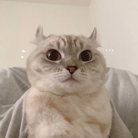 可爱软糯萌宠头像//风和日暖 (7)