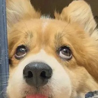 头像柯基 沙雕可爱的柯基头像 (1)