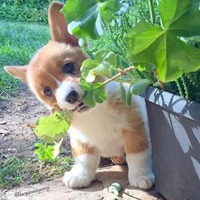 头像柯基 沙雕可爱的柯基头像 (2)