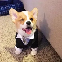 头像柯基 沙雕可爱的柯基头像 (3)