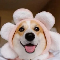 头像柯基 沙雕可爱的柯基头像 (18)