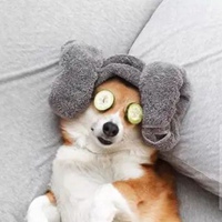 头像柯基 沙雕可爱的柯基头像 (19)