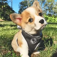 头像柯基 沙雕可爱的柯基头像 (21)