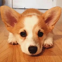 头像柯基 沙雕可爱的柯基头像 (22)