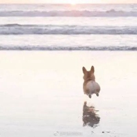 头像柯基 沙雕可爱的柯基头像 (23)