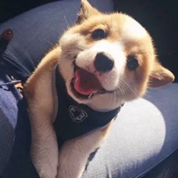 头像柯基 沙雕可爱的柯基头像 (24)