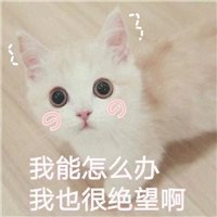 适合做头像的搞怪猫咪图片 (2)