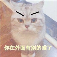 适合做头像的搞怪猫咪图片 (4)