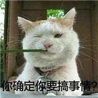 适合做头像的搞怪猫咪图片 (5)