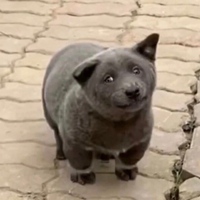 沙雕又搞笑的头像，你的开心源泉 (2)