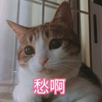 猫咪萌宠恶搞带字头像2021最新 (1)