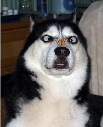 非常贱的头像 (12)