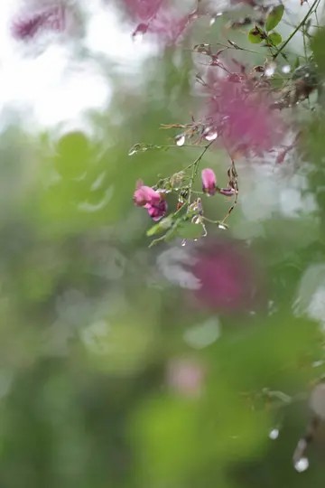 雨后的盛夏腾讯动漫