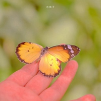 小清新的一些风景+静物头像 (6)