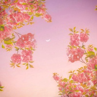 多彩多姿的云彩+好看花朵头像//唯美梦幻 (3)