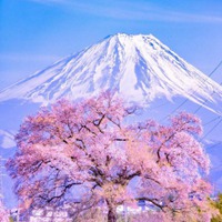 多彩多姿的云彩+好看花朵头像//唯美梦幻 (4)