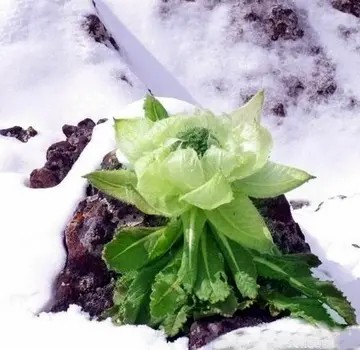 好看的鲜花头像雪莲花图片