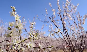 镜头下的呼和浩特:春风拂面桃花笑