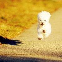 微信动物头像情侣 (3)