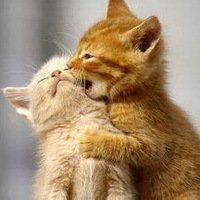 微信动物头像情侣 (5)