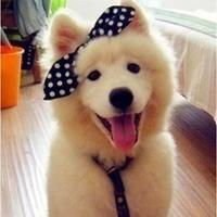 微信动物头像情侣 (6)