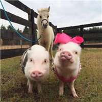 微信动物头像情侣 (7)