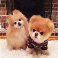 微信动物头像情侣 (8)