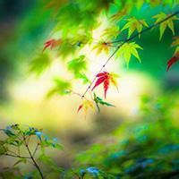 微信伤感风景头像大全 (15)