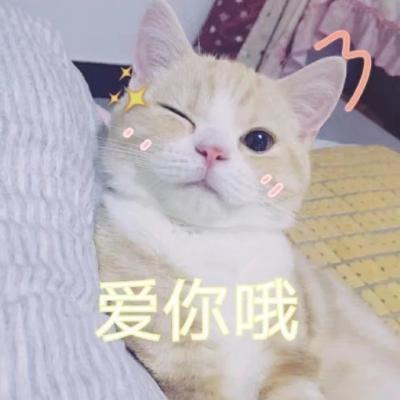 超可爱的猫咪表情包微信头像 二货猫星人的戏精生活