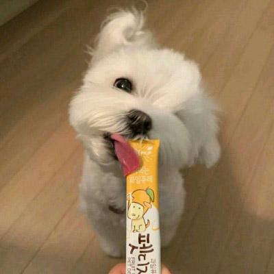 2021好看的狗狗微信头像 萌猫可爱头像