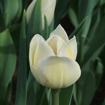 2021新款好看微信头像