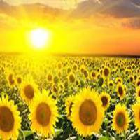 新年用向日葵花作微信头的【点击鼠标右键下载】