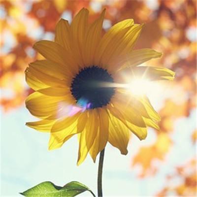 2018最新励志植物风景微信头像_2018微信正能量头像