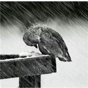 微信正能量头像 能带来好运的励志正能量微信头像图片