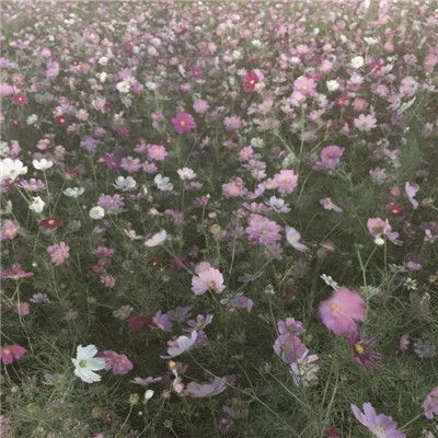 2022微信头像唯美清新正能量要逼自己优秀然后骄傲的生活