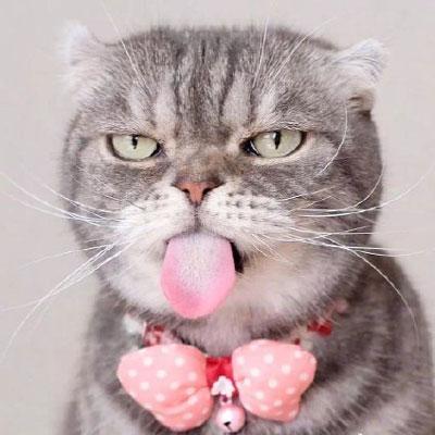 猫头像高冷图片真猫