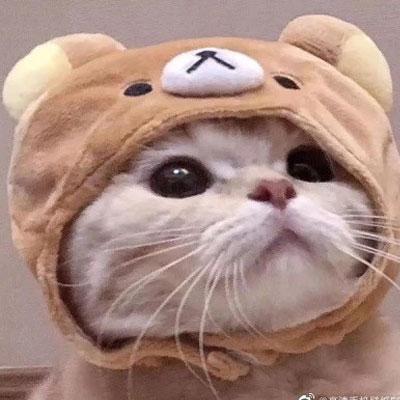 猫头像高冷图片真猫