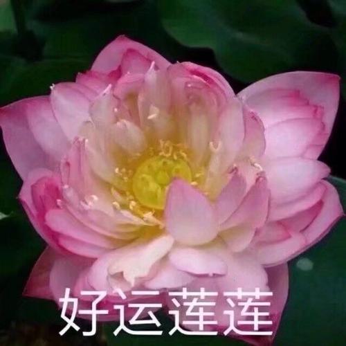 阿言:佛系小莲花 一系列 暴躁莲花 微信头像 家长头像 母亲惯用