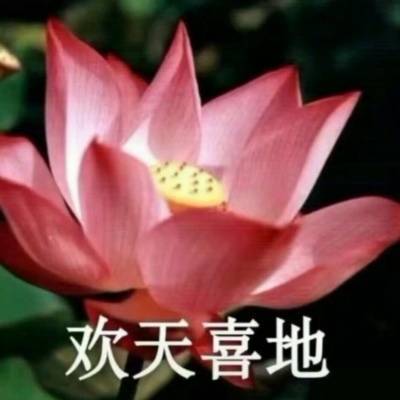 荷花头像带字图片微信头像荷花并配字