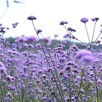 微信头像花朵图片真实唯美2021最美微信风景花草图片头像