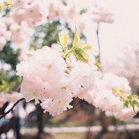 淡然安静风景的头像_微信头像图片大全