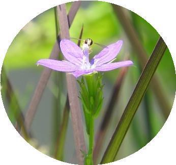 微信头像,漂亮的花朵,足有10张